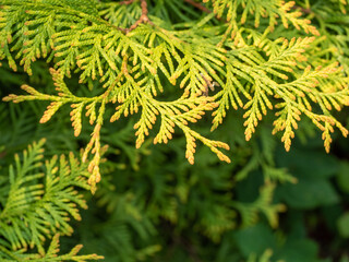 Close-up of Green Cedar Branch in Sunlight