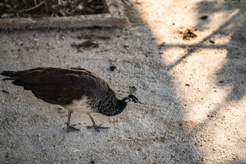 Group of Peacocks in Natural Daylight Setting
