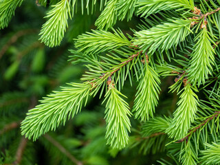 Green Pine Branches with Needles Close-Up