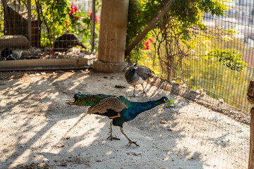 Group of Peacocks in Natural Daylight Setting