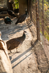 Group of Peacocks in Natural Daylight Setting