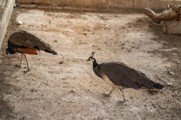 Group of Peacocks in Natural Daylight Setting