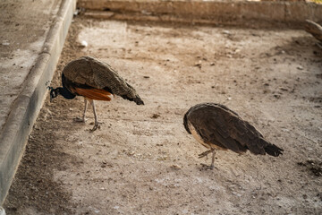 Group of Peacocks in Natural Daylight Setting
