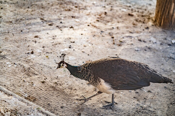 Group of Peacocks in Natural Daylight Setting
