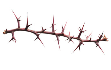 Fototapeta premium Long, thin, thorny branch with many sharp points