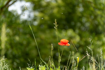 A single orange poppy stands tall among grass and wild stems in a natural meadow. The blurred...