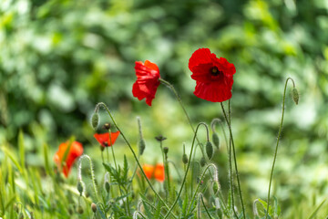 Vibrant red poppies blooming in a sunlit field, surrounded by buds and green foliage. A vivid depiction of spring and natural beauty.