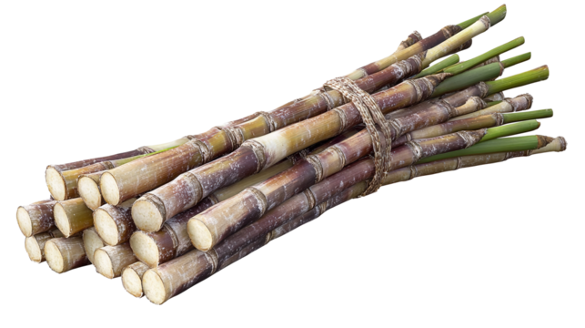 Harvested sugarcane tied bundle for on transparent background