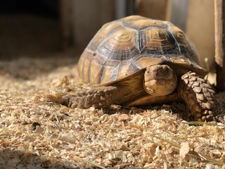 Close-Up of Sulcata Tortoise in Warm Light