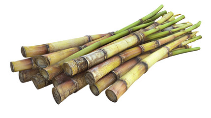 Freshly cut sugar cane stalks a harvest of on transparent background