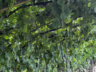 green leaves on the vine, creeper, climber, trailing plant, or rambler