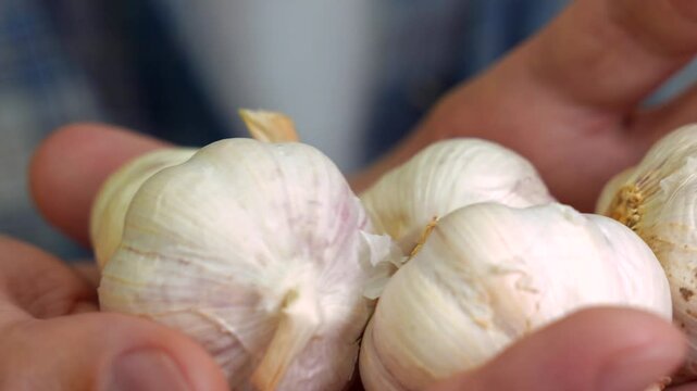 garlic close-up in the hands of a man.
I'm pressing with garlic.
A man grows garlic. A large harvest of garlic.
Cooking and Adding Garlic