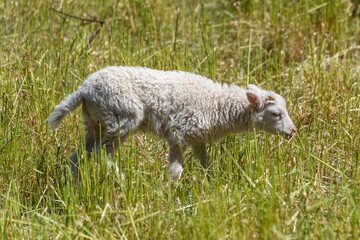 A young lamb walks alone through the tall grass. It is curious and appears independent.