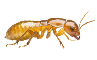 Brown bug with a black head and yellow legs