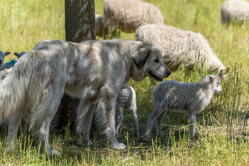 Obraz premium A large sheepdog stands among the lambs in the shade of a tree. He appears attentive and protective.