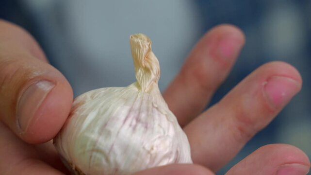 Raw garlic in the hands of a man in a blue shirt.
Head of garlic before cooking.
A spicy vegetable for cooking.
Ripe and raw garlic