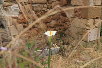 Single white calla lily growing in wild grass by stone wall