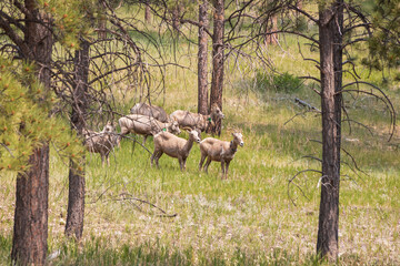 Bighorn sheep herd grazing in the grass
