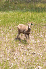 Bighorn sheep herd grazing in the grass
