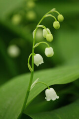Spring flower lilies of the valley. Ecological background Blooming lily of the valley beautiful flower