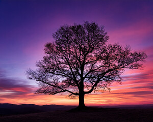 A tree silhouetted against a sunset sky that is pink and purple