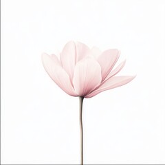 Pale Pink Flower on White Background Soft Lighting, Minimalist Floral Photography