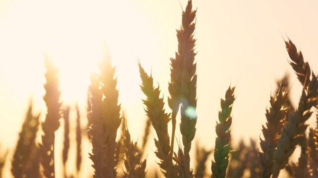 Natural ripe dry wheat silhouette at bright sun light sky autumn countryside seasonal harvest closeup. Agriculture rural field rye stem nature farming plant cinematic crop plant fall landscape sunset
