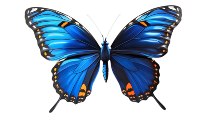 Realistic blue and orange butterfly png transparent background cutout