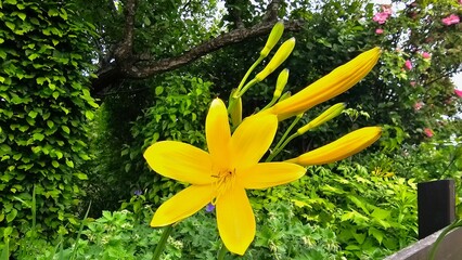 Sweden. Hemerocallis middendorffii, known as Amur daylily, is a plant species in the subfamily Hemerocallidoideae of the family Asphodelaceae of the order Asparagales. 