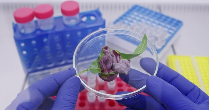 A tree leaf infected with a virus is seen on a petri dish held by a scientist in a laboratory, with test tubes on a workbench in the background. Study of plant diseases.