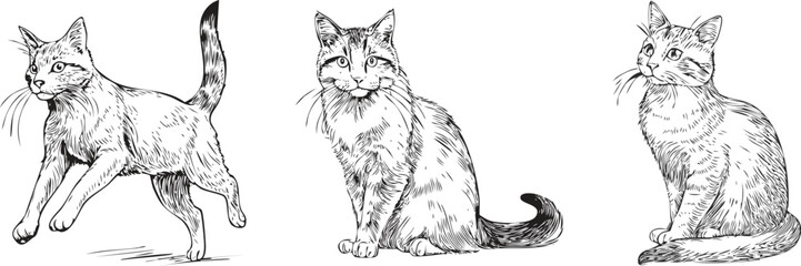 Obraz premium Set of Hand Drawn Cat Illustrations