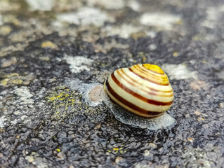 A snail that is sitting on the ground