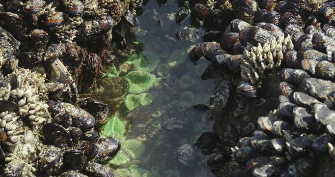 Tide pool with sea anemones surrounded by shellfish with waves crashing 