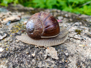 A snail crawling on a rock in the woods