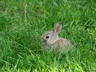 Young cottontail rabbit on a backyard lawn, Colorado
