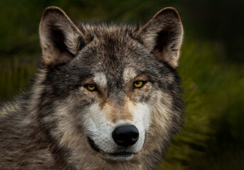 Grey Wolf (Canis lupus) Stares Out Pine Backgound