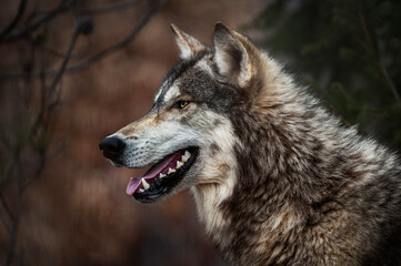 Grey Wolf (Canis lupus) Facing Left Mouth Open Ears Forward Spring