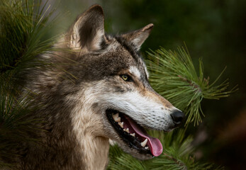 Grey Wolf (Canis lupus) Pokes Head Through Pine Looking Right Spring