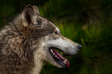 Grey Wolf (Canis lupus) Profile to Right Against Pine Spring