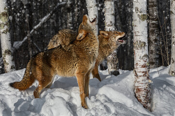 Coyote (Canis latrans) Pair Stand Near Birch Trees in Snowfall Howling Wnter