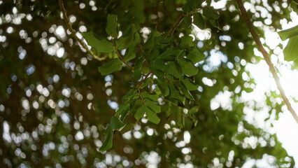 Green leaves of the ceratonia siliqua tree in an outdoor setting with sunlight filtering through, creating a natural and serene atmosphere in mallorca, spain