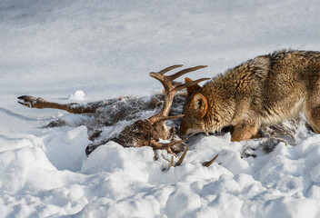 Coyote (Canis latrans) Sniffs at White-Tail Deer Carcass Winter