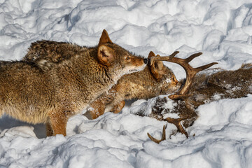 Coyote (Canis latrans) Sniffs at White-Tail Deer Antler with Packmate Winter