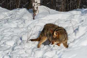 Coyote (Canis latrans) Turns to Sniff in Snow Winter