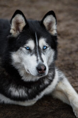 Blue Eyed Sled Dog Looks Up