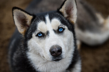 Sled Dog With Vivid Blue Eyes Looks Up
