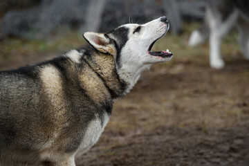Sled Dog Lifts Head to Howl