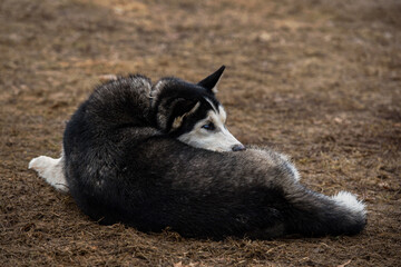 Sled Dog Lays in Yard with Nose Over Back