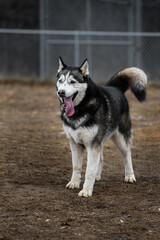 Sled Dog Stands in Yard Tongue Lolling