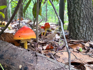 Wild mushrooms grow in the woods in shade